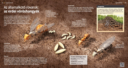 Az államalkotó rovarok: az erdei vöröshangyák