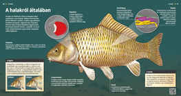 A halakról általában