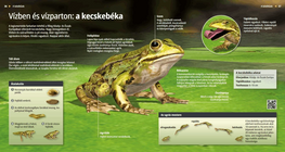 Vízben és vízparton: a kecskebéka