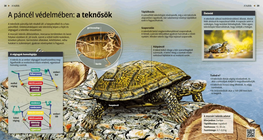 A páncél védelmében: a teknősök