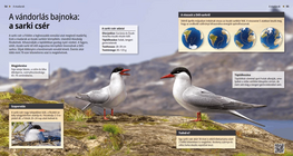 The Arctic Tern: King of Migration