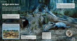 Badgers: Bedtime Burrowers