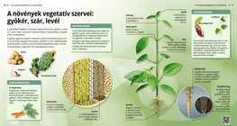 A növények vegetatív szervei: gyökér, szár, levél