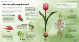 A kertek színpompás díszei