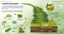 A spórák (Harasztok)