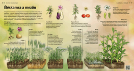 Éléskamra a mezőn