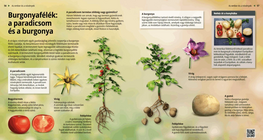 Nightshades: Tomatoes and Potatoes