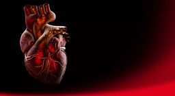 Hjärtats anatomi (gymnasienivå)