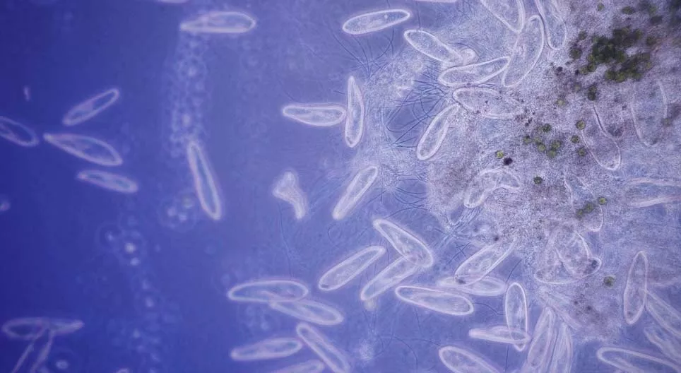 How do single-celled organisms move?