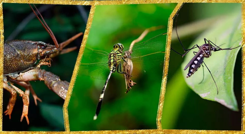 Arthropods in the water