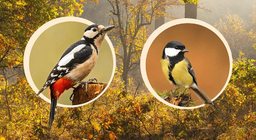 Madarak a lombok között