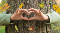 L'écosystème des forêts