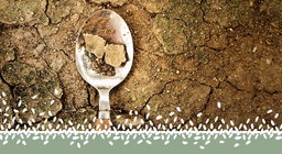 Globális élelmiszerválság