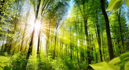 Allons connaître les différents visages des forêts