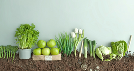 Graine ou fruit&nbsp;?