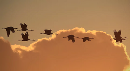 Hogyan repülnek a madarak? III.