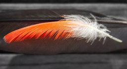 Mi volt előbb? A toll vagy a madár?