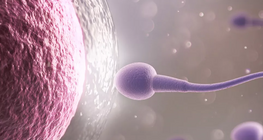 A petesejt és a hímivarsejt