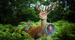 Comparaison des cellules végétales et animales