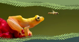 Vertébré ou invertébré ?