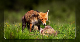Chaînes alimentaires