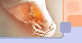 Mi történik a terhesség alatt?