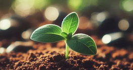 Fenntartható mezőgazdaság