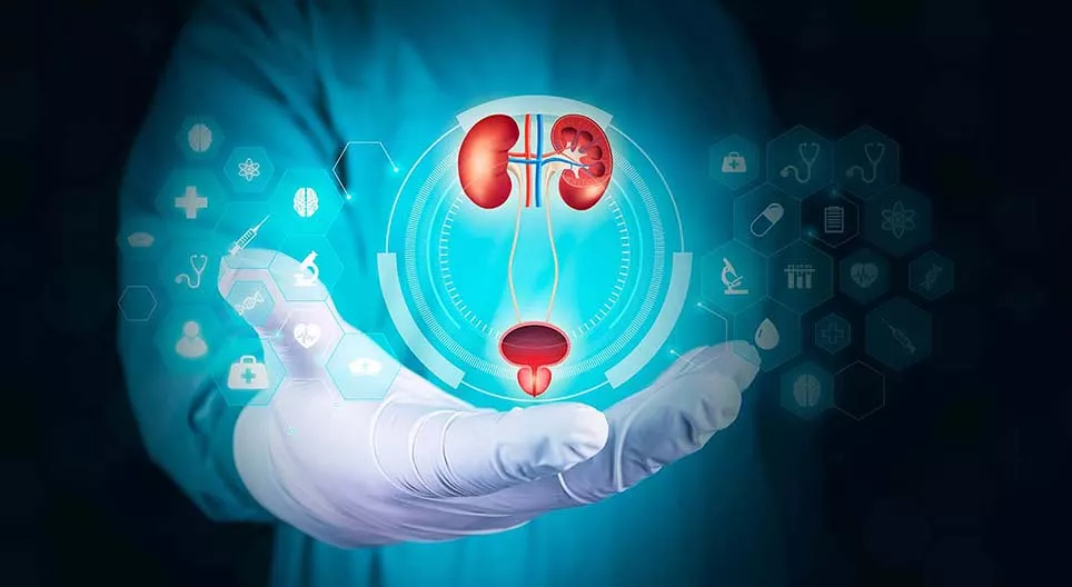 The human urinary system
