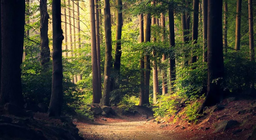 Les forêts sont-elles toutes pareilles ?