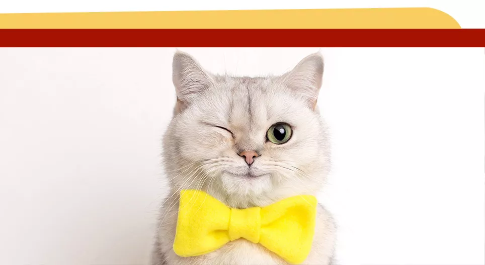 ¿Tienes animales en casa?