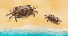 Endemic, extinct and endangered