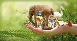 Espèces apparentées