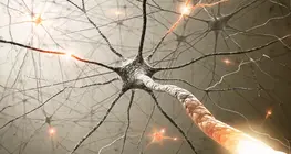 The autonomic nervous system