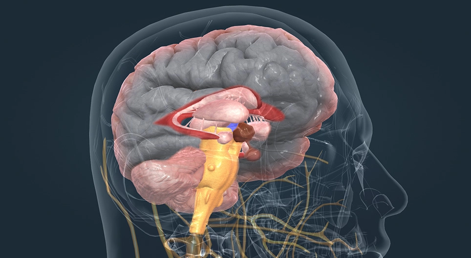 Endocrine system I.