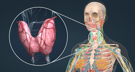 Endocrine system II