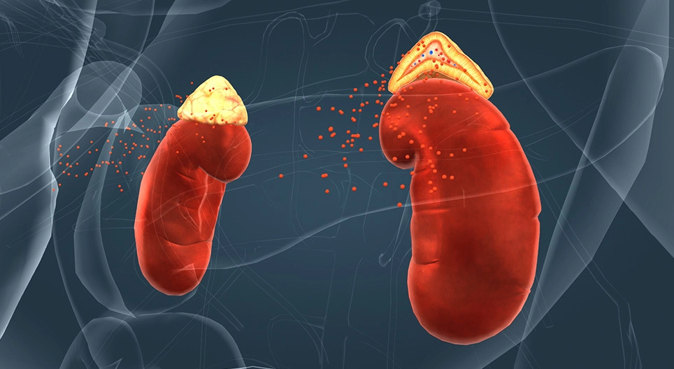 Endocrine system III. 