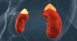 Endocrine system III. 