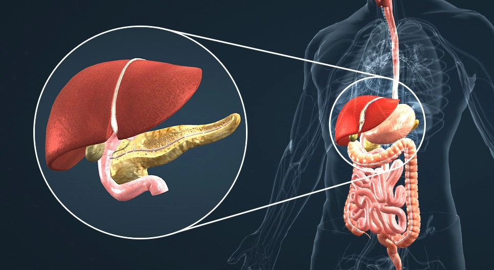 Endocrine system IV. 