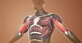 Funkcionális anatómia, felső végtag