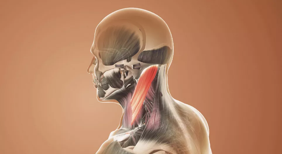 Funkcionális anatómia, törzs és nyak