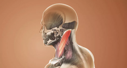 Funkcionális anatómia, törzs és nyak