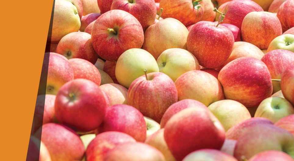 An apple that smells like almonds