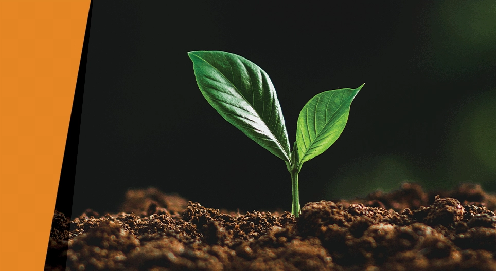 In the dark of the night