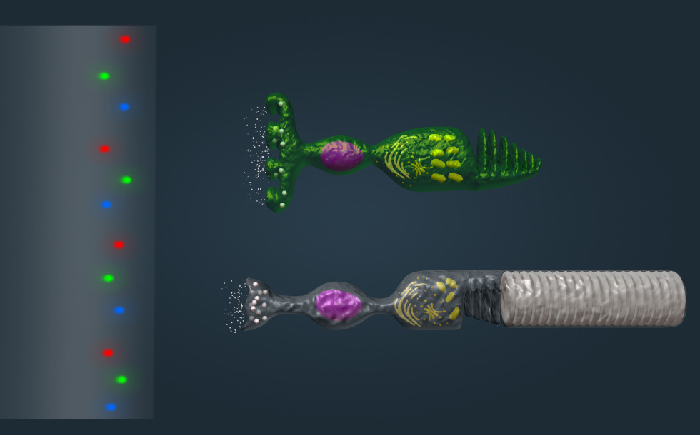 Receptors