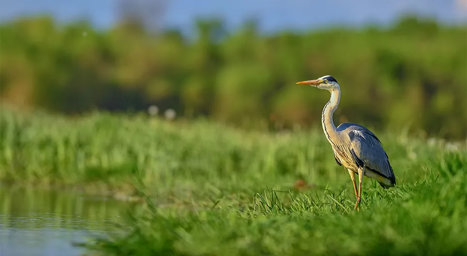 Leven in het water en aan de oever