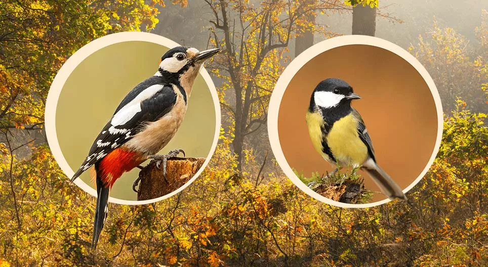 Vogels die hun nest bouwen in bomen