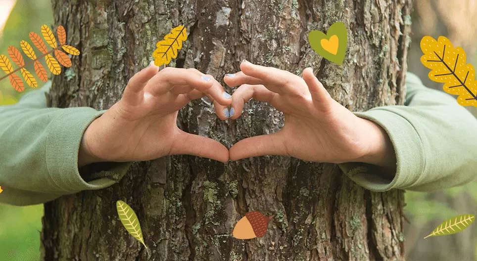 Het ecosysteem van bossen