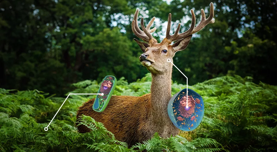 Vergelijking van planten- en dierencellen