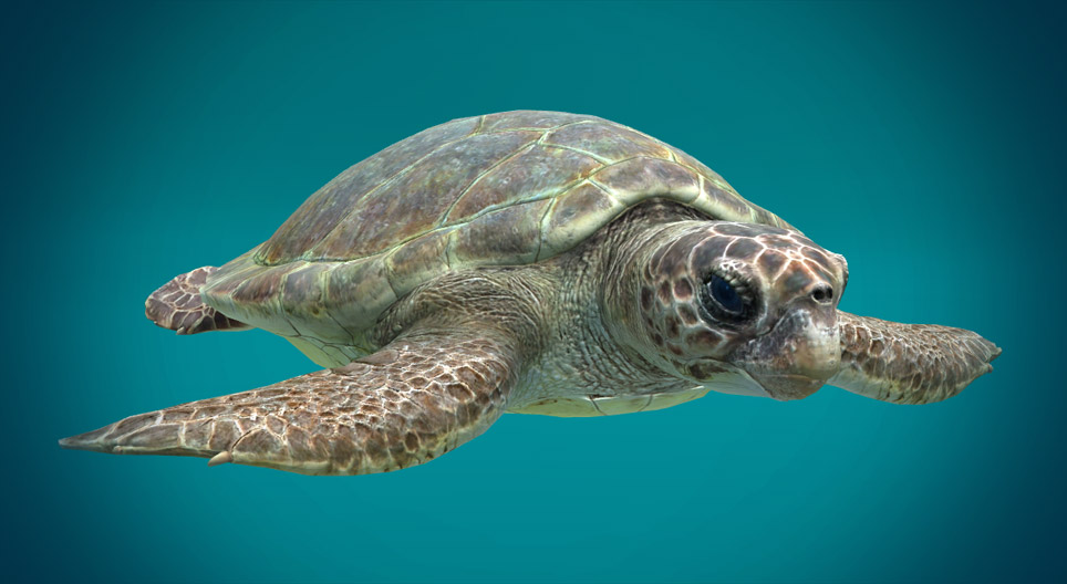Dikkopschildpad