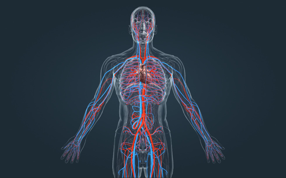 Cardiovasculair stelsel